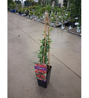 Pyracantha 'Red Column' RP 1,6 L